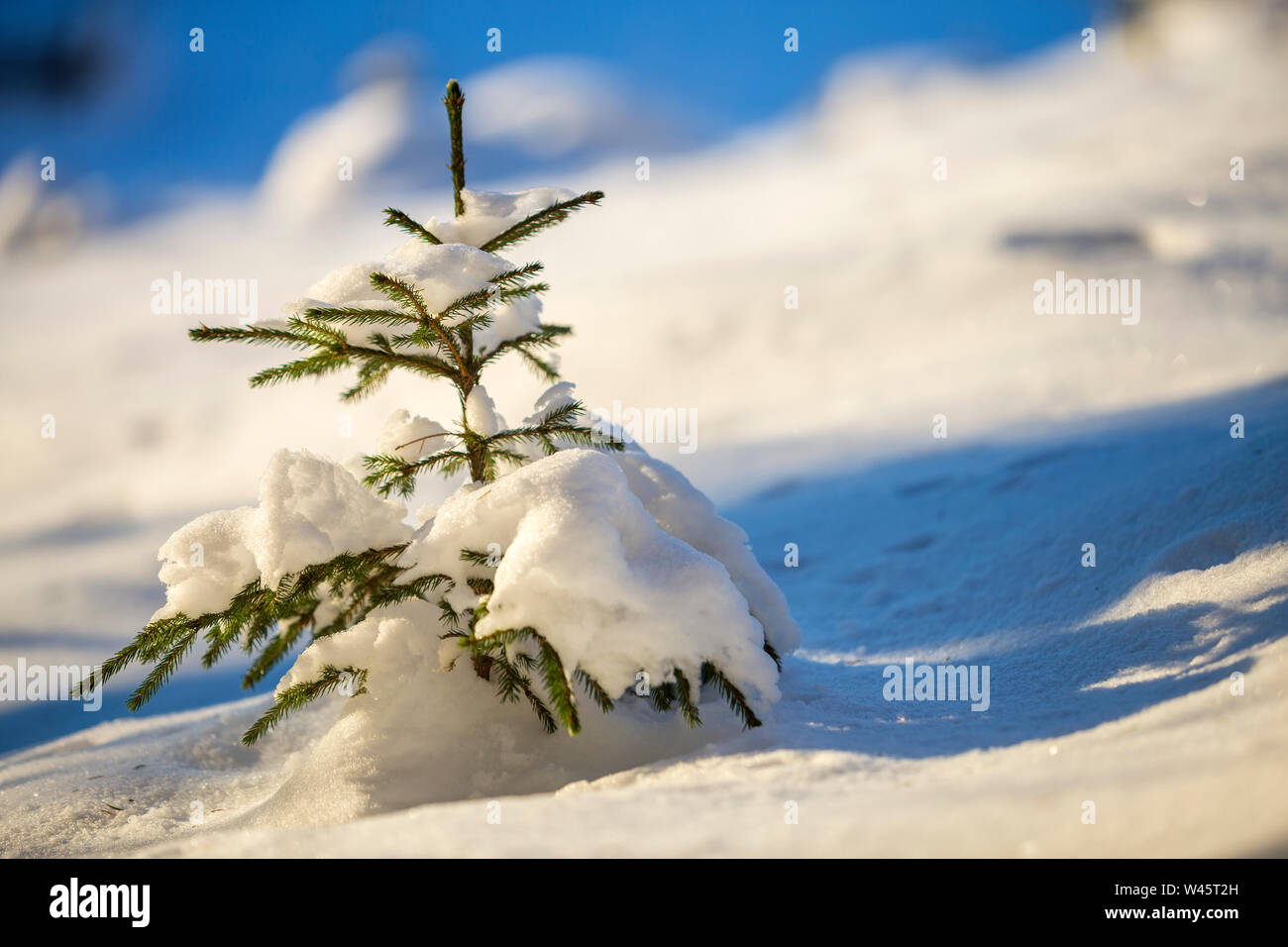 Young tender spruce tree with green needles covered with deep snow and ...