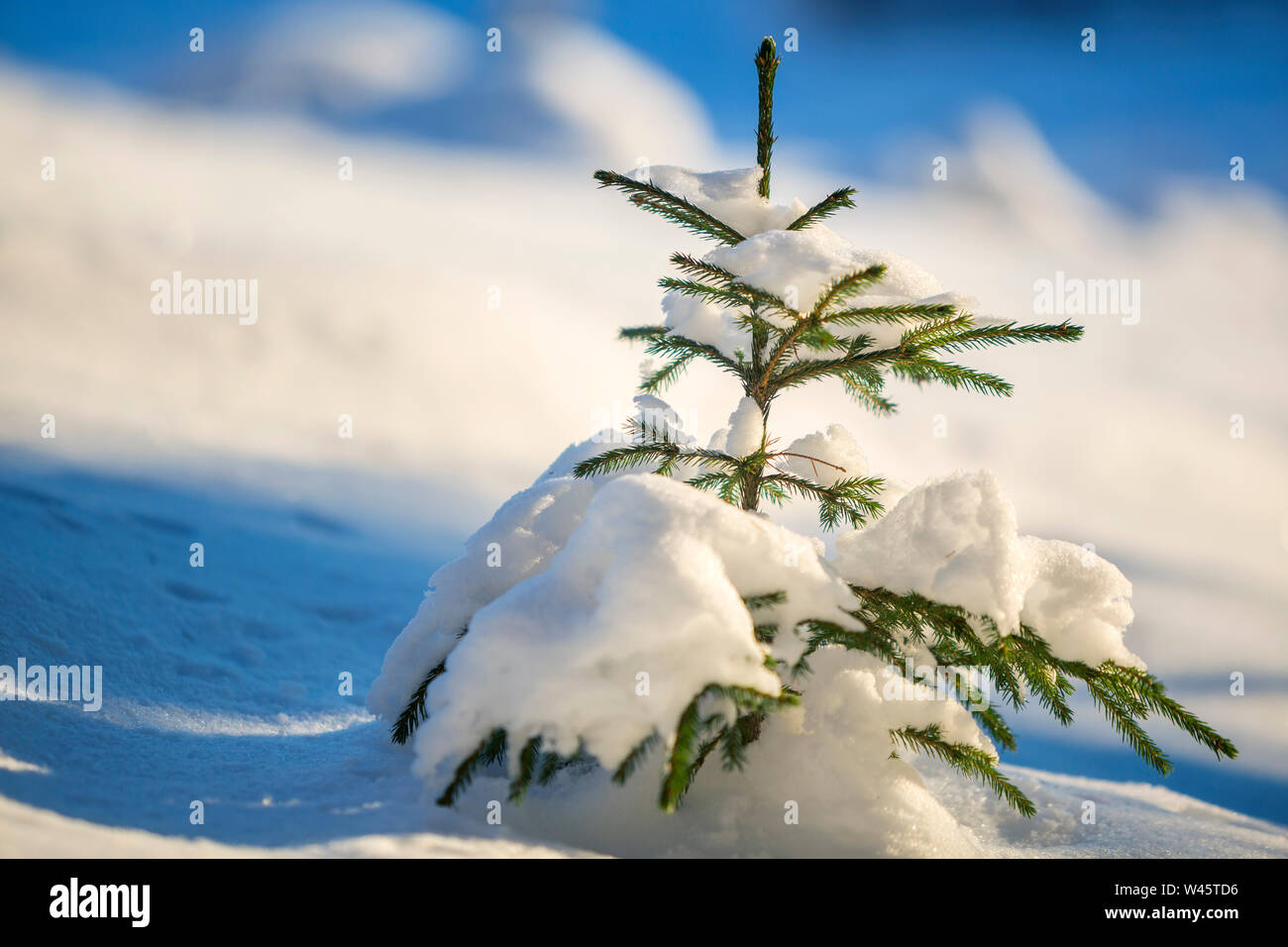 Young tender spruce tree with green needles covered with deep snow and ...
