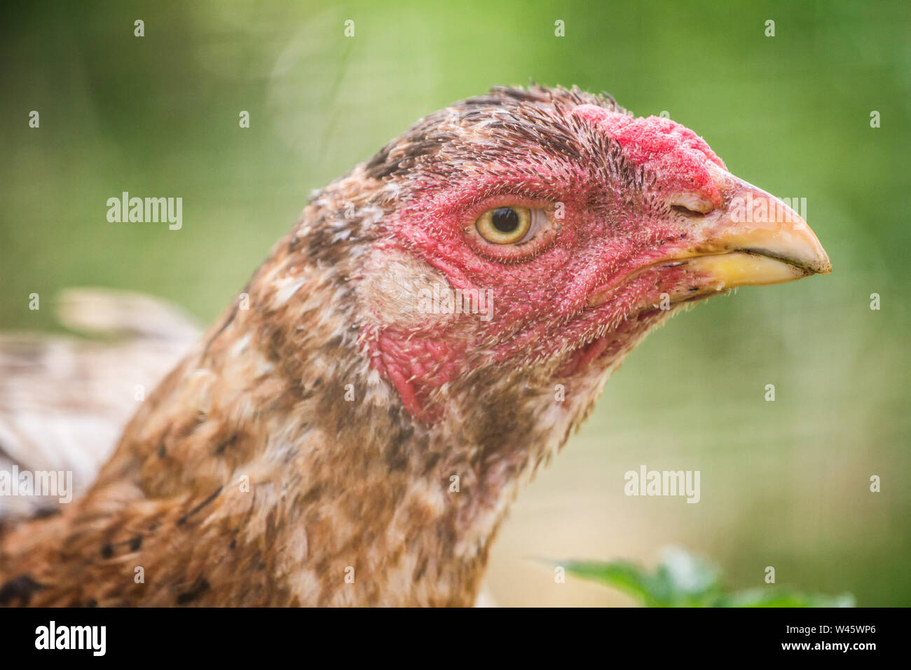 Shamo chicken hen Stock Photo