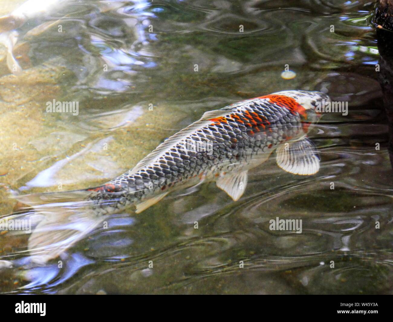 Colorful koi fish swimming in clear waters of a pond Stock Photo Alamy