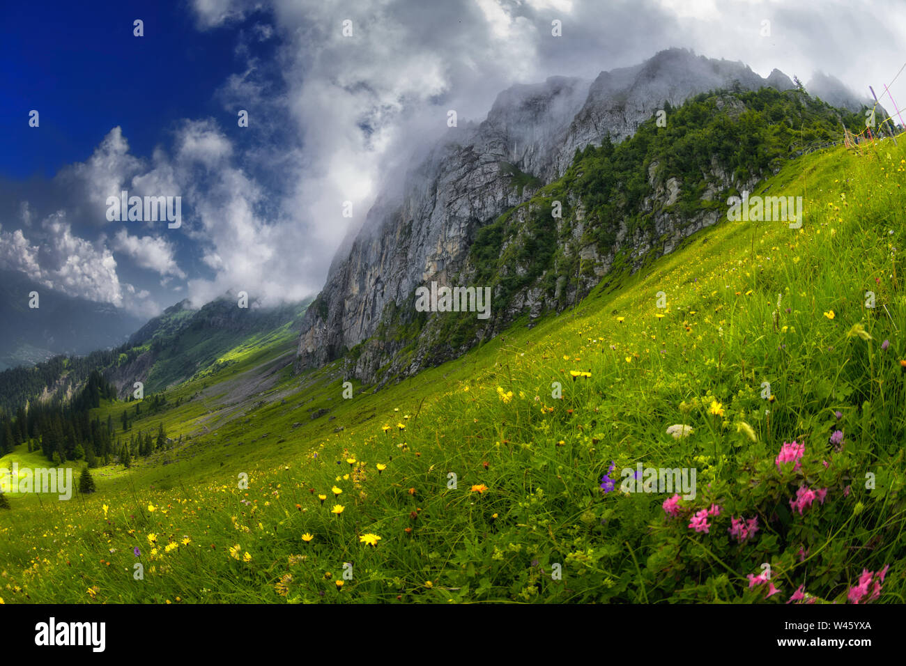 wafts of mist around the Morgenberghorn with alpine flowers in the foreground Stock Photo