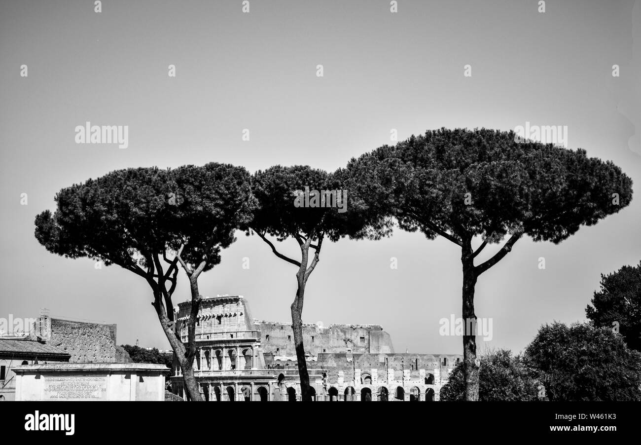 Three trees in front of the Colosseum in Rome Stock Photo