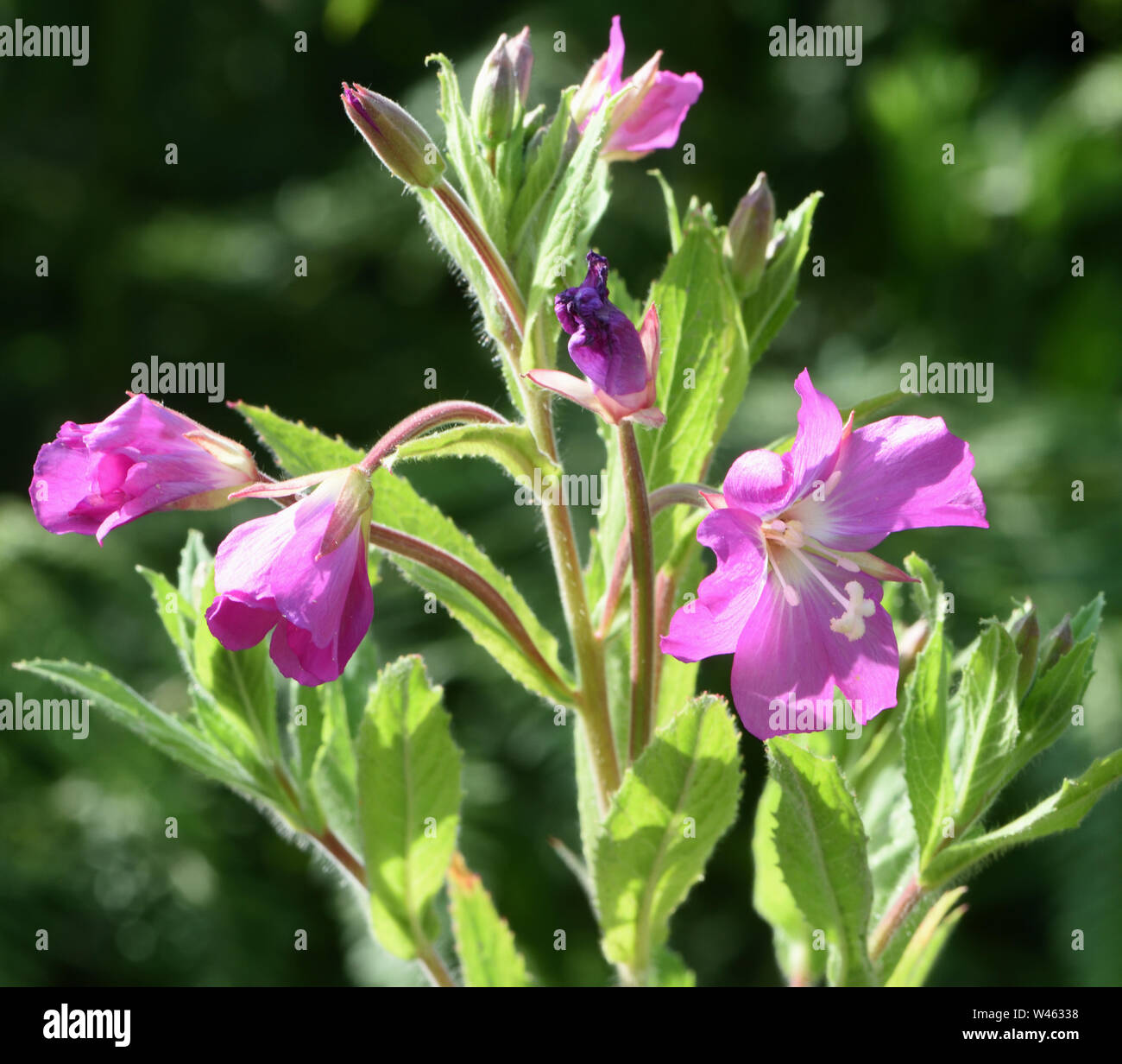 Great willowherb (Epilobium hirsutum). Bedgebury Forest, Hawkhurst. Kent. Stock Photo