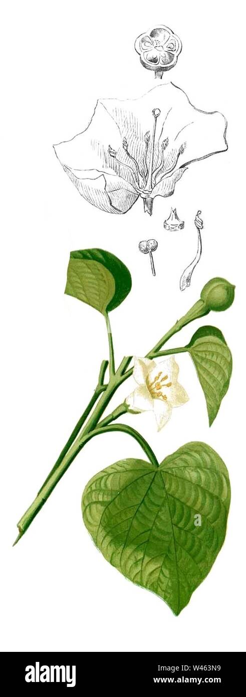 Convolvulaceae spp Blanco2.261-Stictocardia tiliifolia. Stock Photo