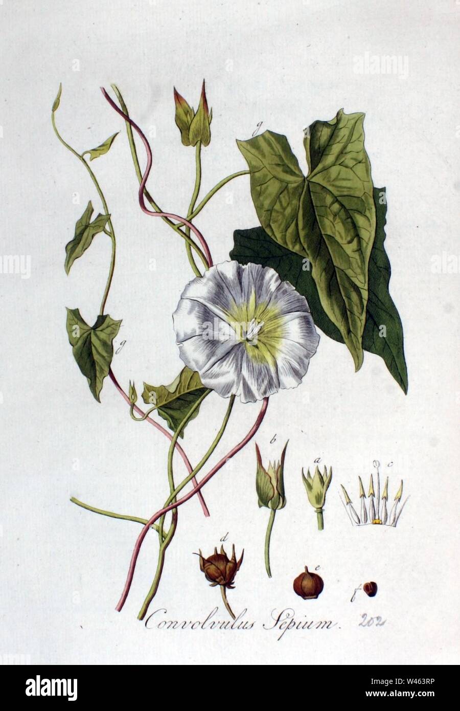 Convolvulus sepium — Flora Batava — Volume v3. Stock Photo