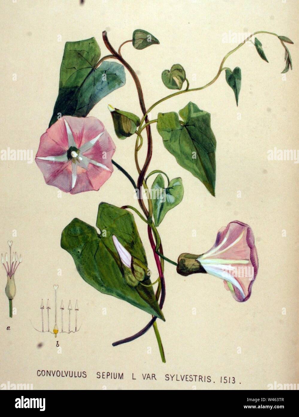 Convolvulus sepium — Flora Batava — Volume v19. Stock Photo