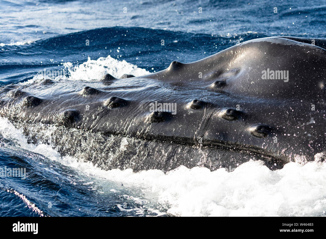 Head of a spyhopping humpback whale, Maui, Hawaii Stock Photo
