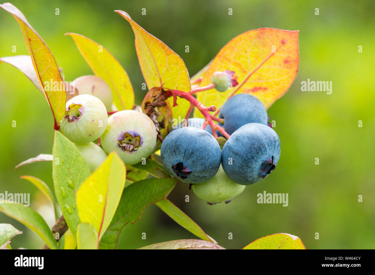 Close up view of ripen blueberries on the branch Stock Photo - Alamy