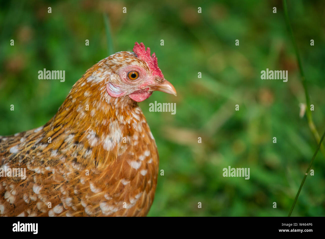 Free range chicken hen (Stoapiperl / Steinhendl, a critically endangered chicken breed from Austria) Stock Photo