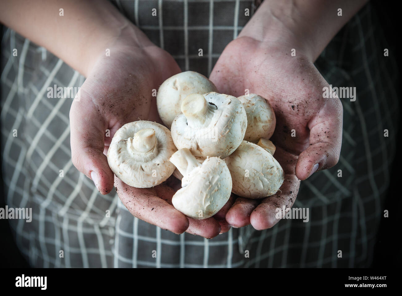 champignons in the hands of stained earth Stock Photo