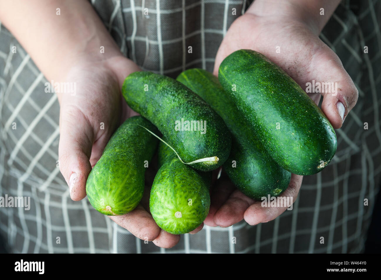 cucumbers in the hands stained in the ground Stock Photo