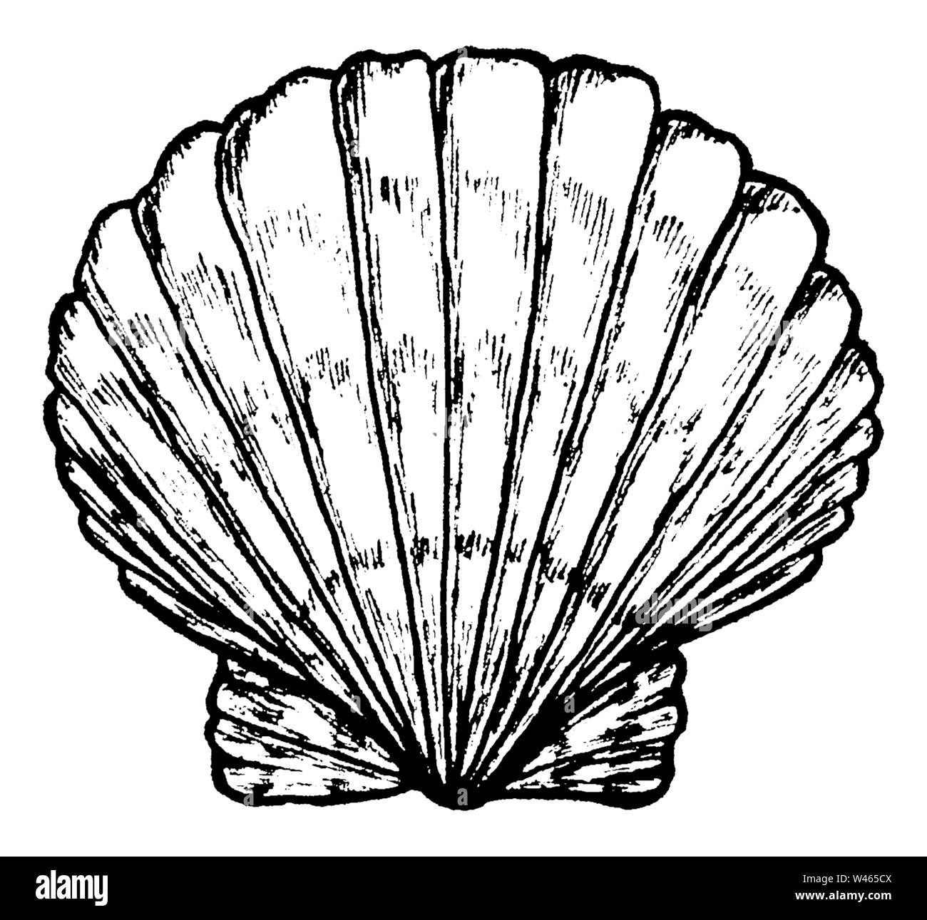Sea shell. Black and white illustration. Stock Vector