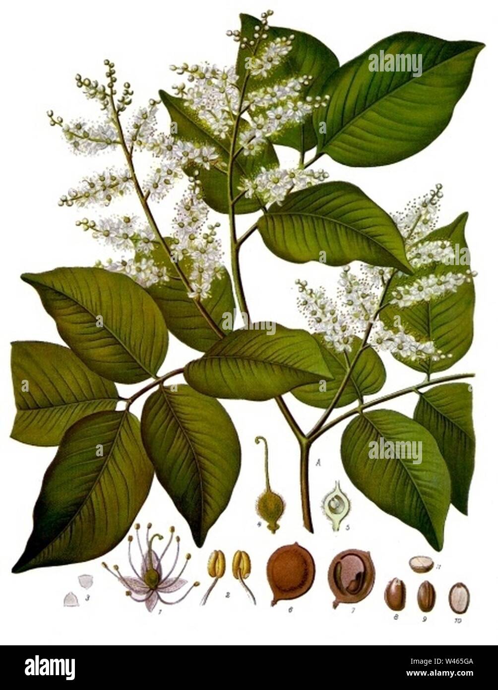 Copaifera officinalis - Köhler–s Medizinal-Pflanzen-047. Stock Photo