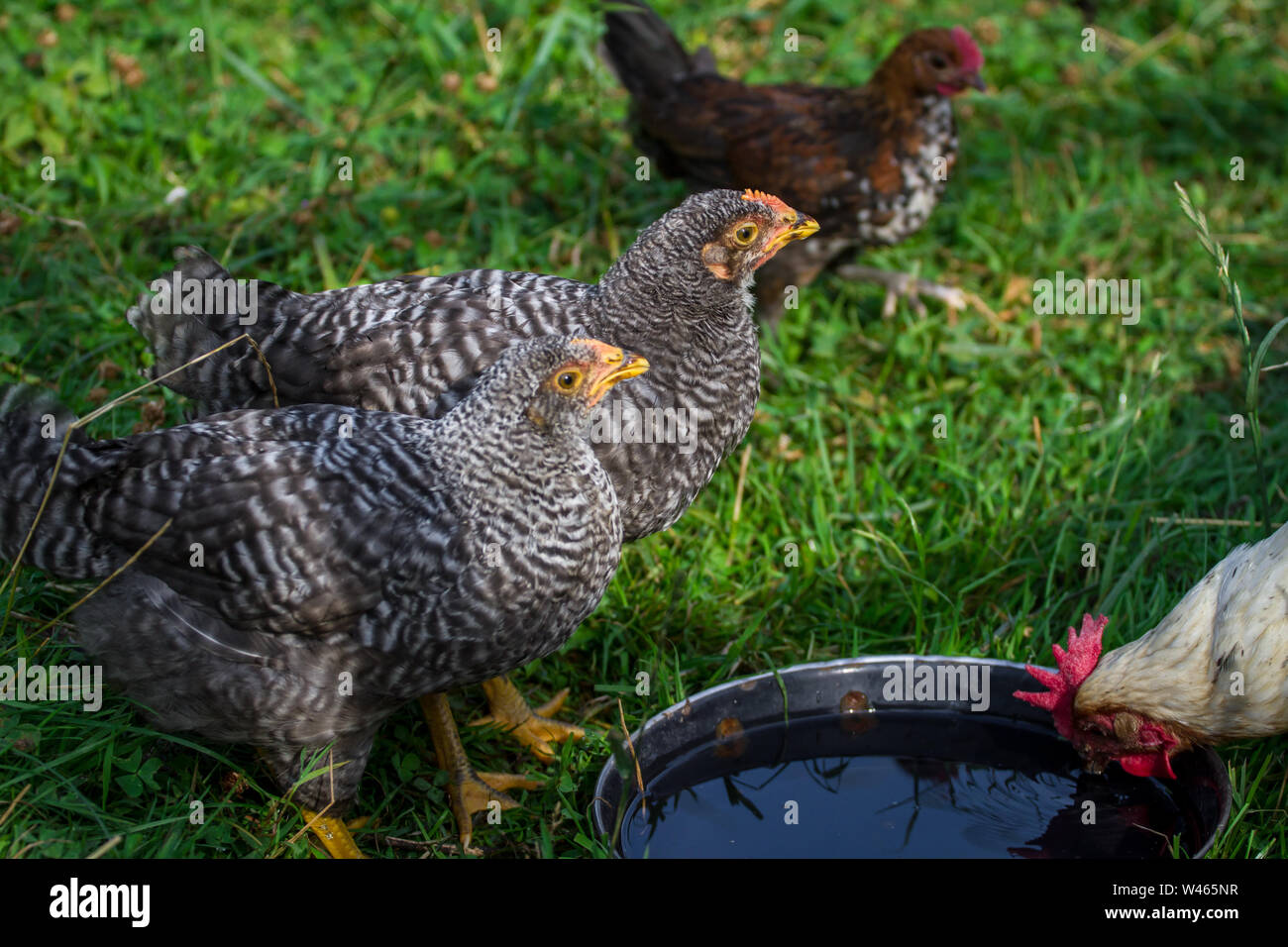 Amrock hybrid chicken drinking water Stock Photo