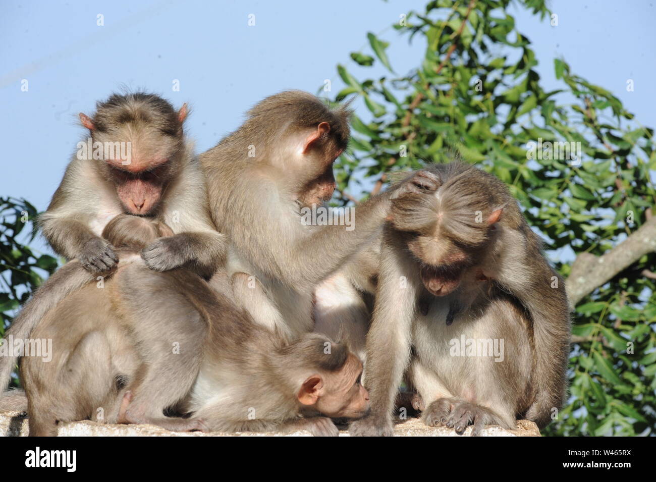 Group of monkeys together Stock Photo Alamy