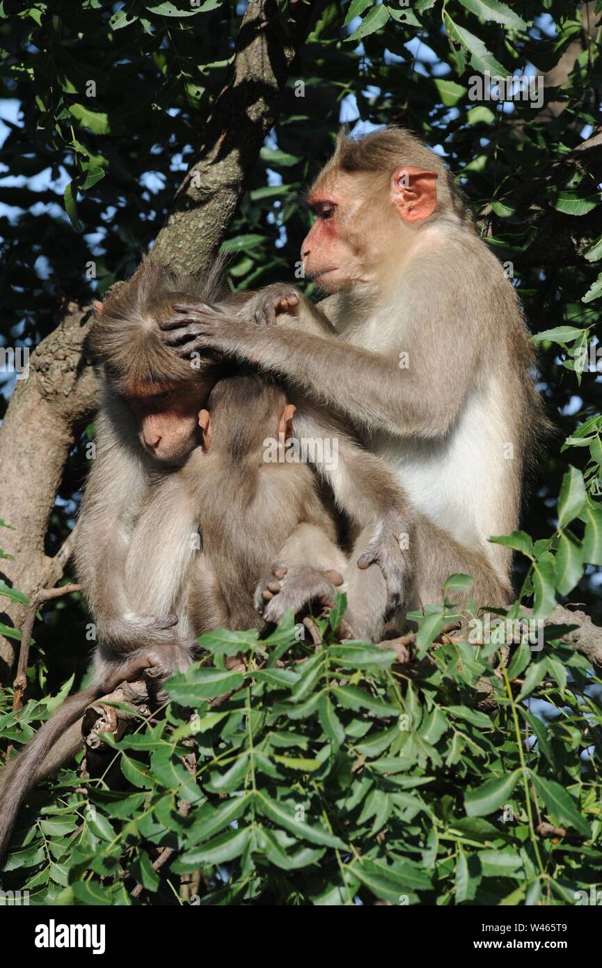Monkey scratching the back of another monkey Stock Photo