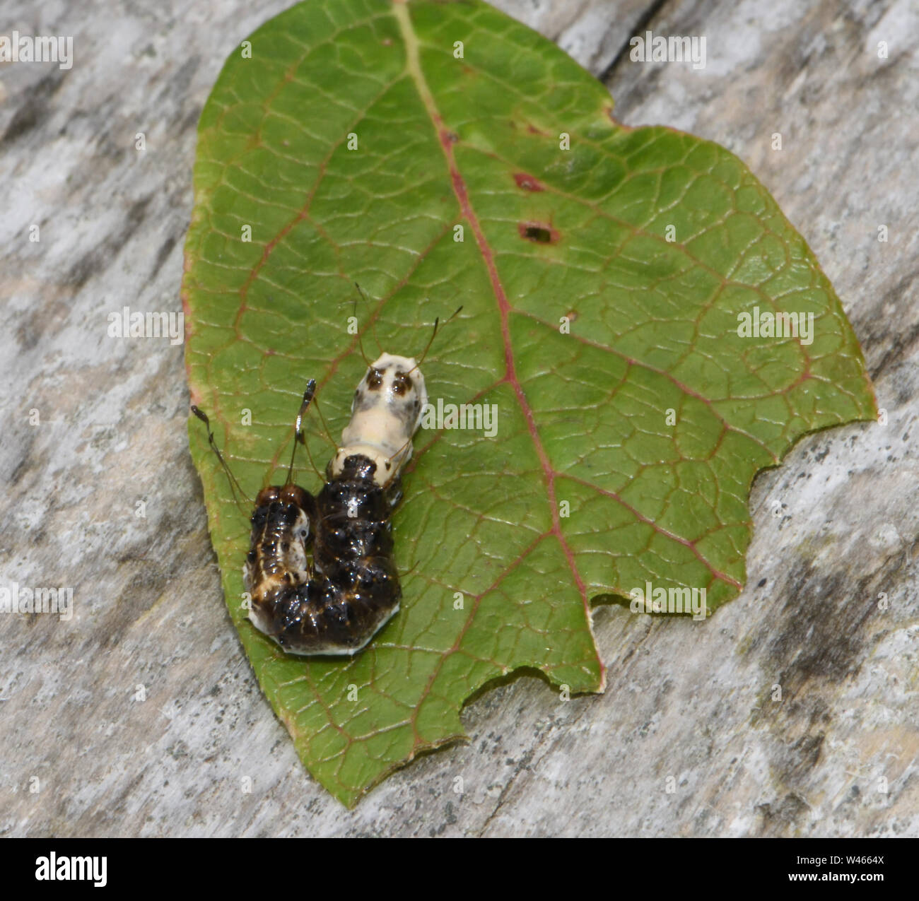 Pictures Of Moth Droppings