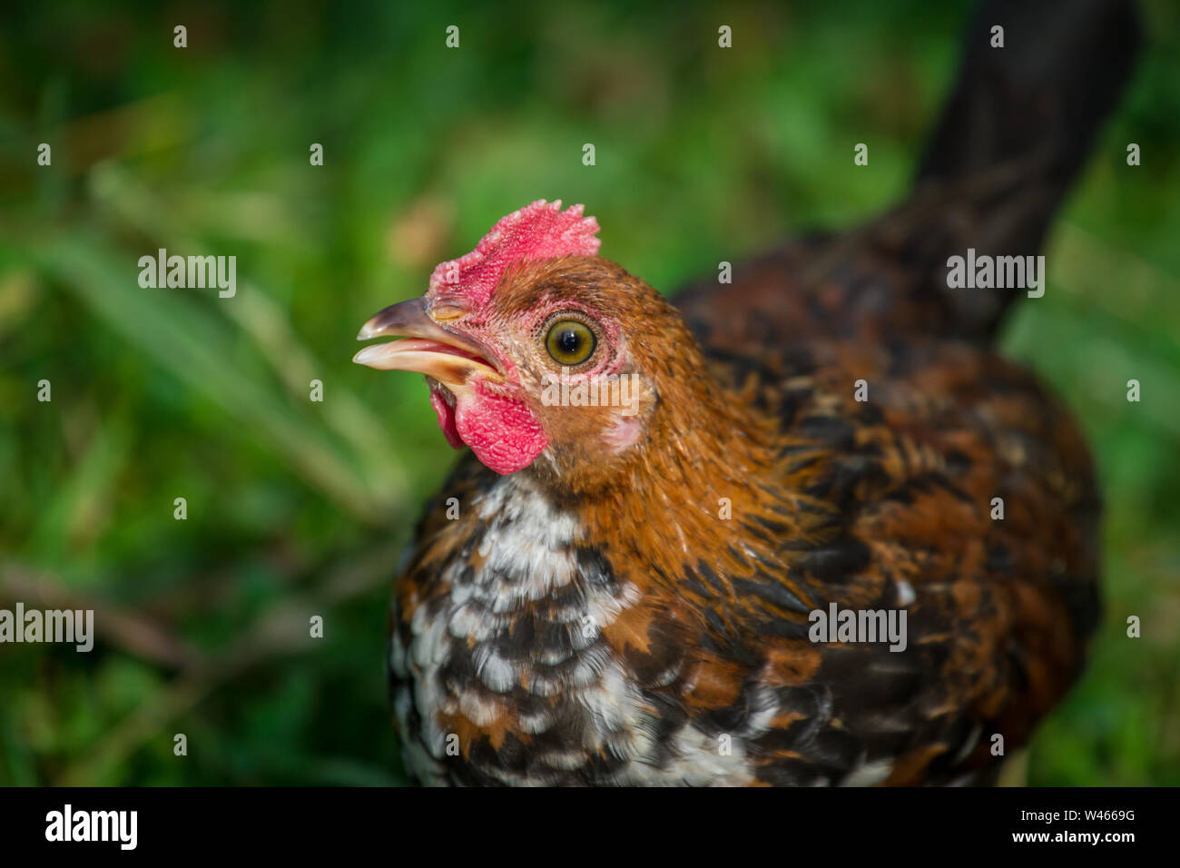 Chicken drinking water, Stoapiperl / Steinhendl, a critically endangered chicken breed from Austria Stock Photo