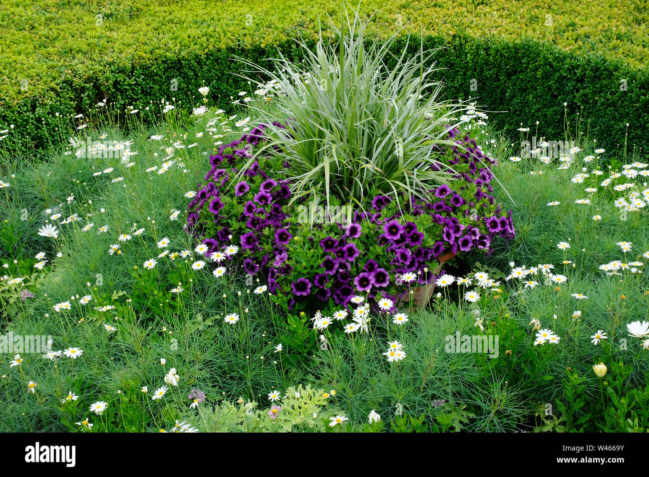 Ornamental flower garden with petunias and daisies - John Gollop Stock Photo