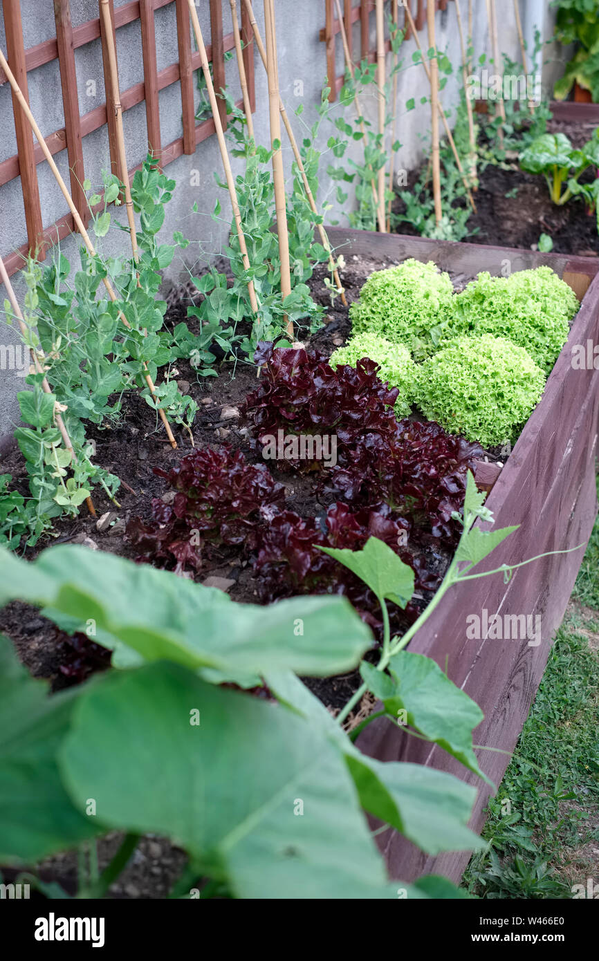 Vegetables growing in a domestic vegetable garden Stock Photo