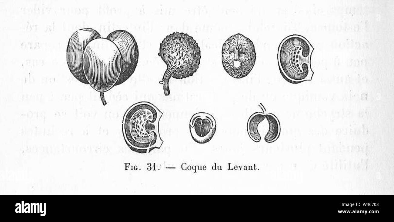 Coque du Levant (dessin Stock Photo Alamy — free download