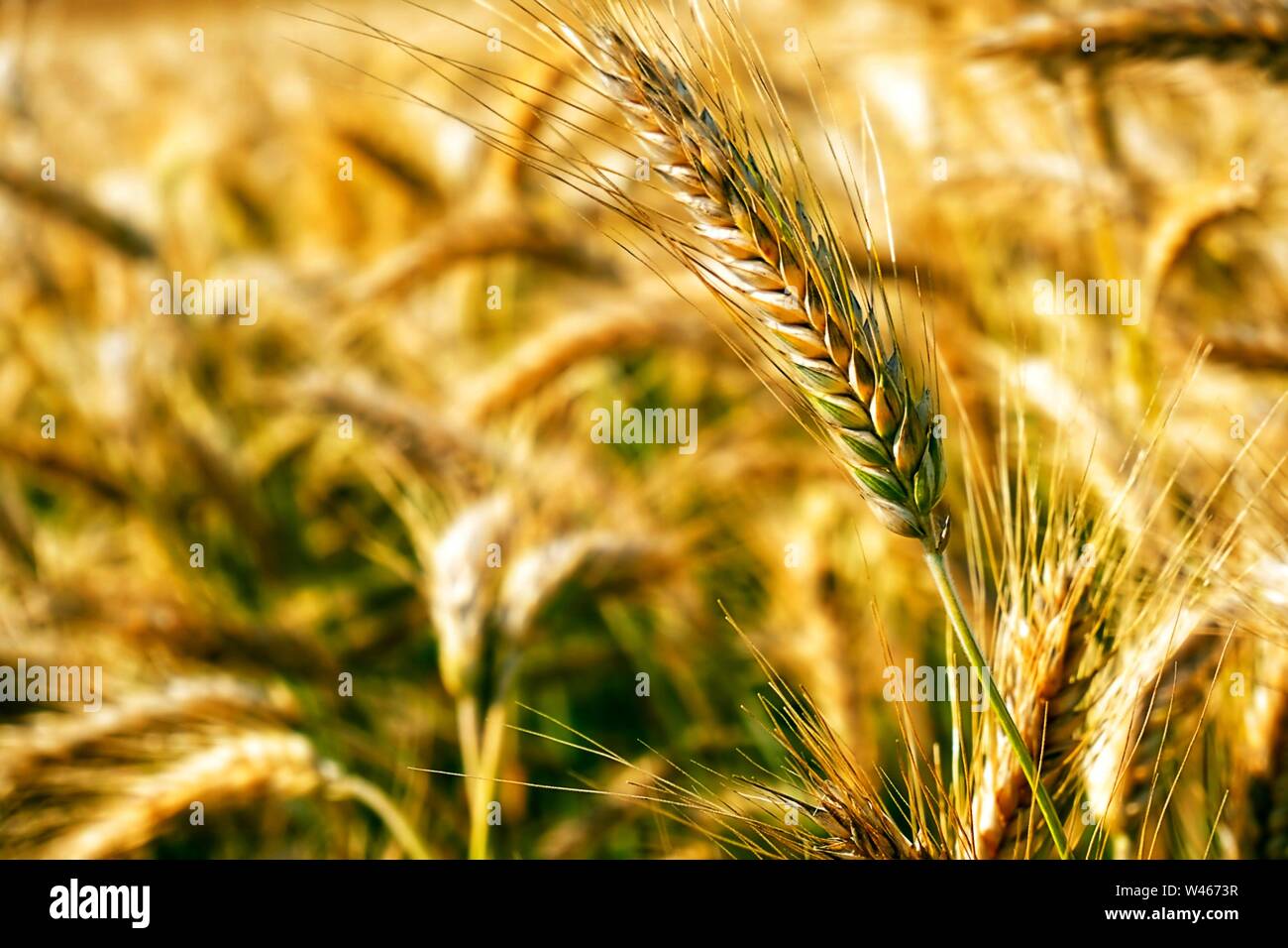 beautiful golden green wheat background. wheat vintage toning stylize wallpaper. Ears of wheat. Field landscape Stock Photo - Alamy beautiful golden green wheat background. wheat vintage toning stylize wallpaper. Ears of wheat. Field landscape Stock Photo - Alamy