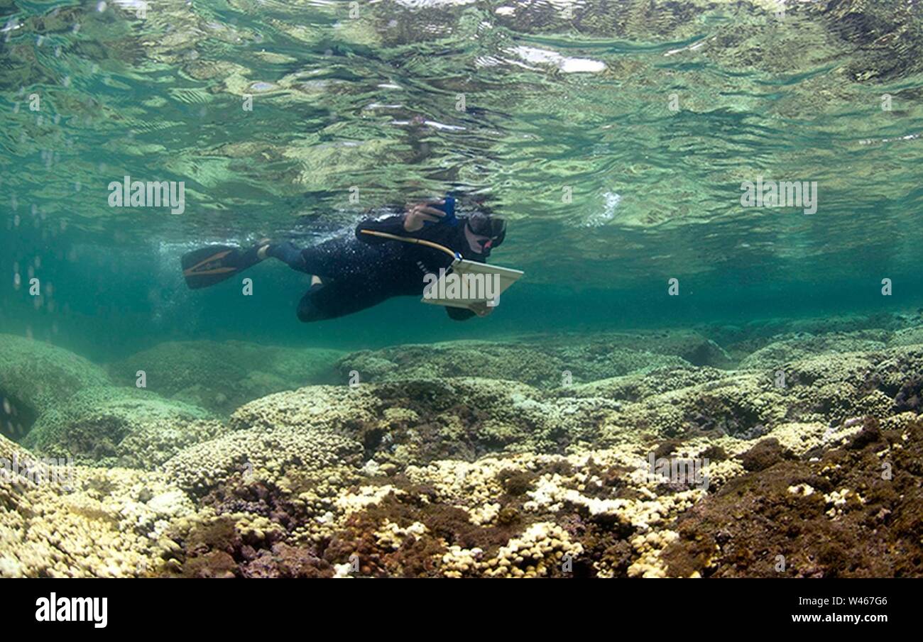 Coral Bleaching in Hawaii. Stock Photo