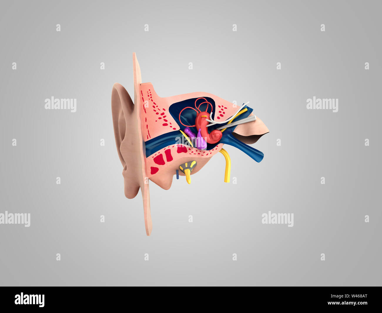 Ear canal diagram hi-res stock photography and images - Alamy