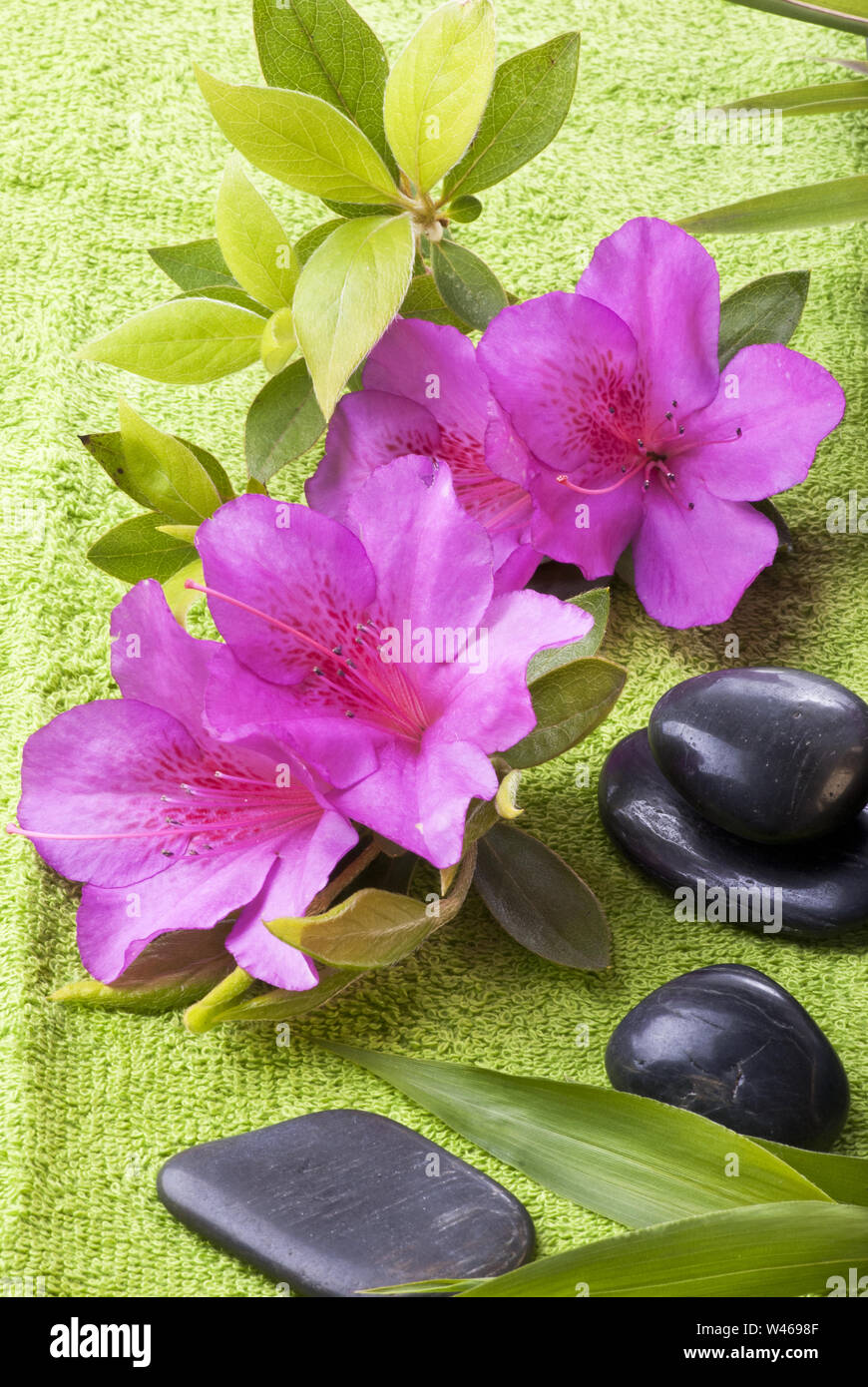 Spa, beautiful branch of purple flowery azalea and some massage stones