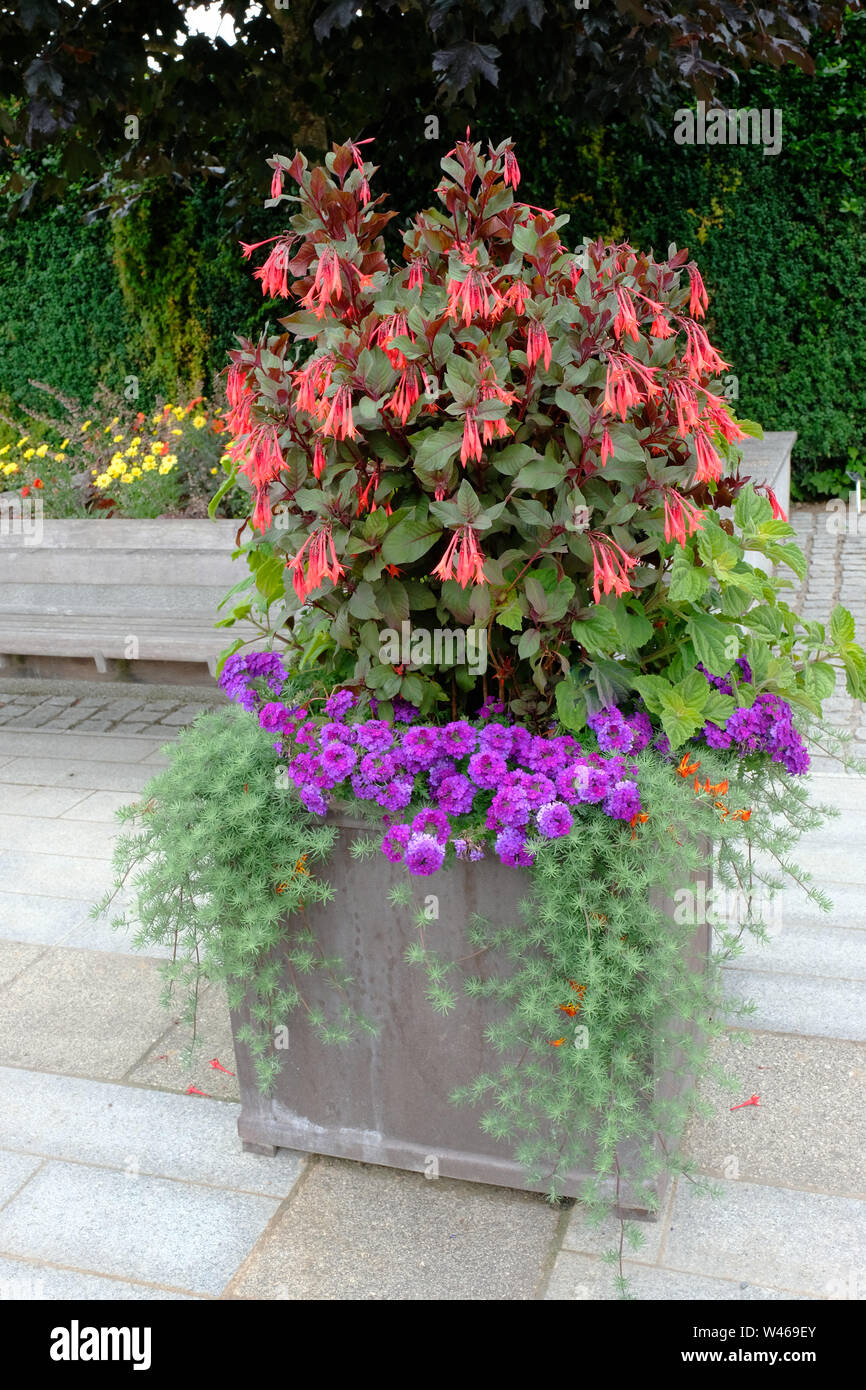 Flowering plants in a contemporary style planter - John Gollop Stock Photo
