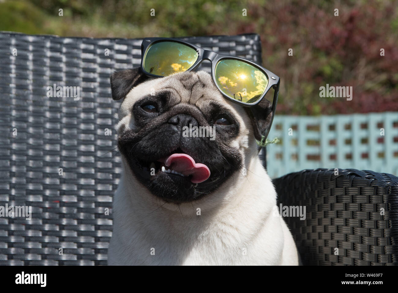 Pug Sitting outside with Shades on his head, panting in the sunshine. Stock Photo