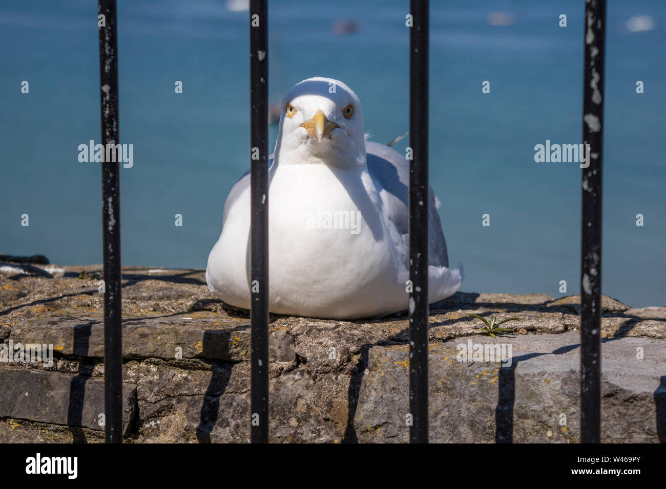 Herring gull behind bars, England, UK Stock Photo