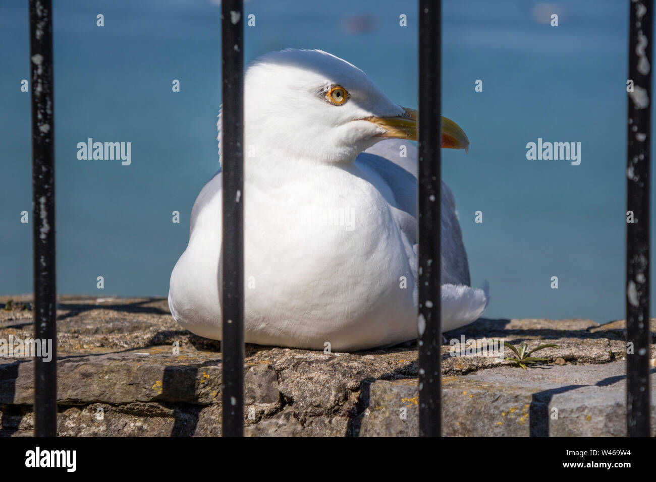 Herring gull behind bars, England, UK Stock Photo
