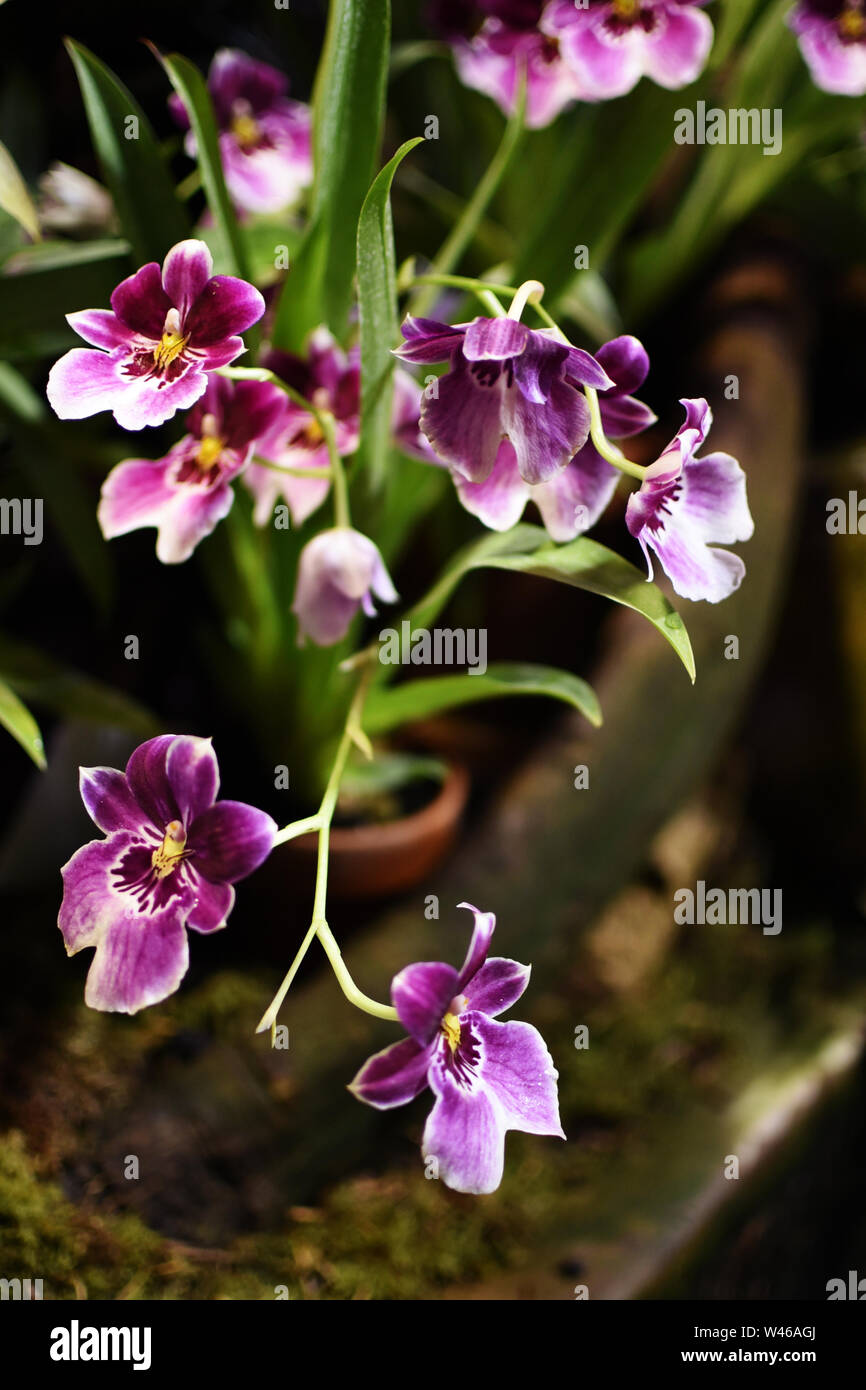 Miltonia Orchid flowers in greenhouse Stock Photo