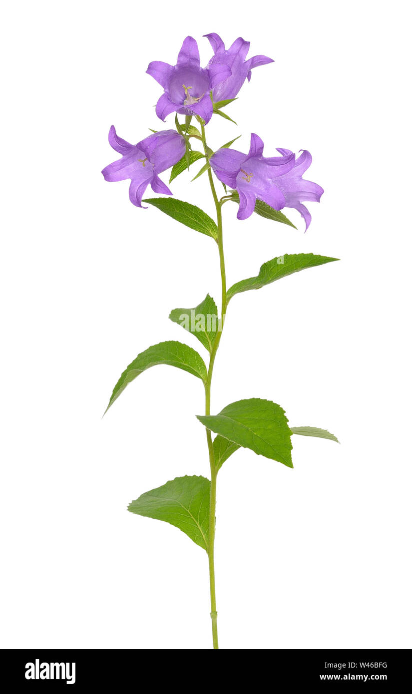 Campanula flower isolated on white background Stock Photo