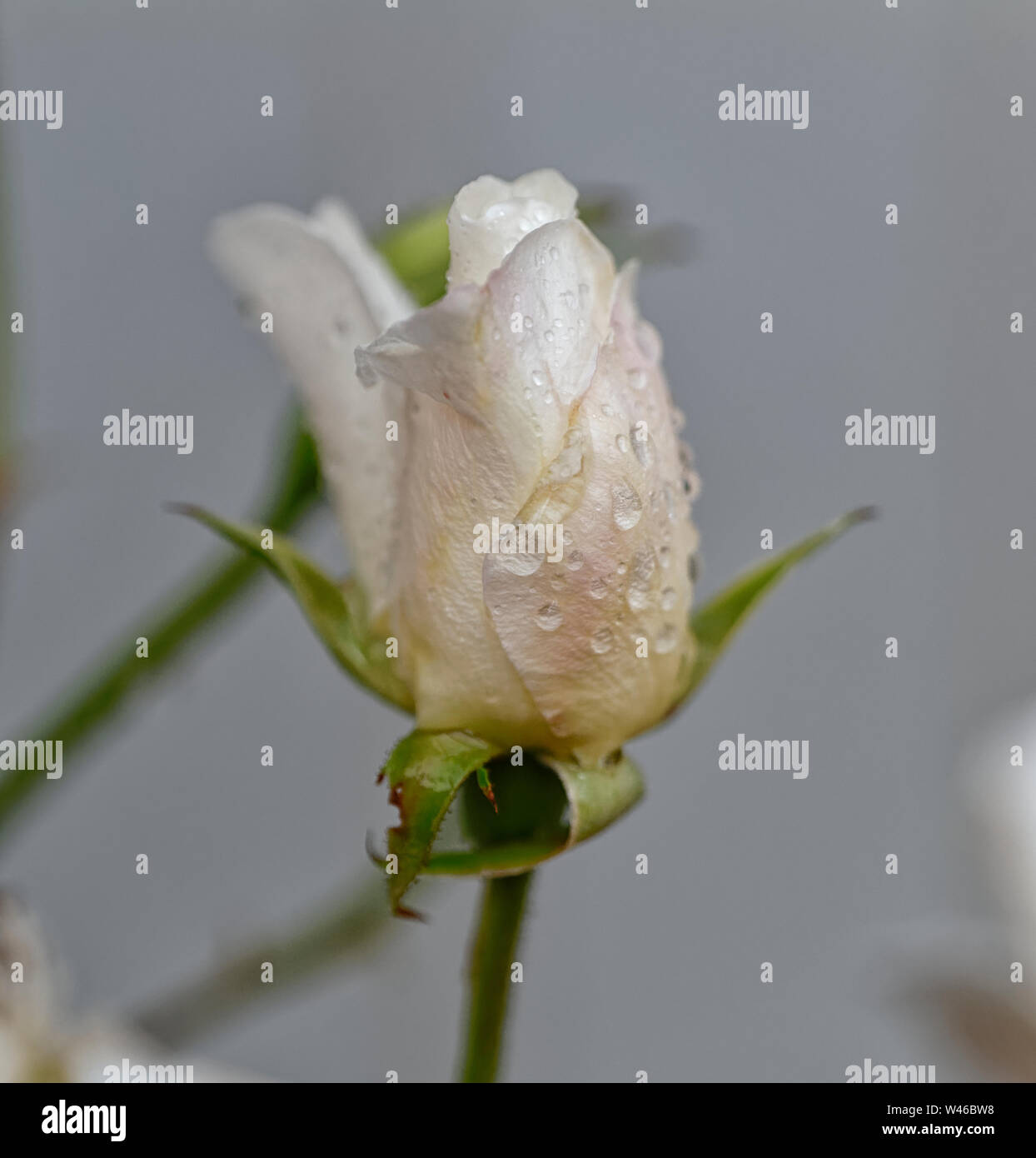 Rose white roses hi-res stock photography and images - Alamy