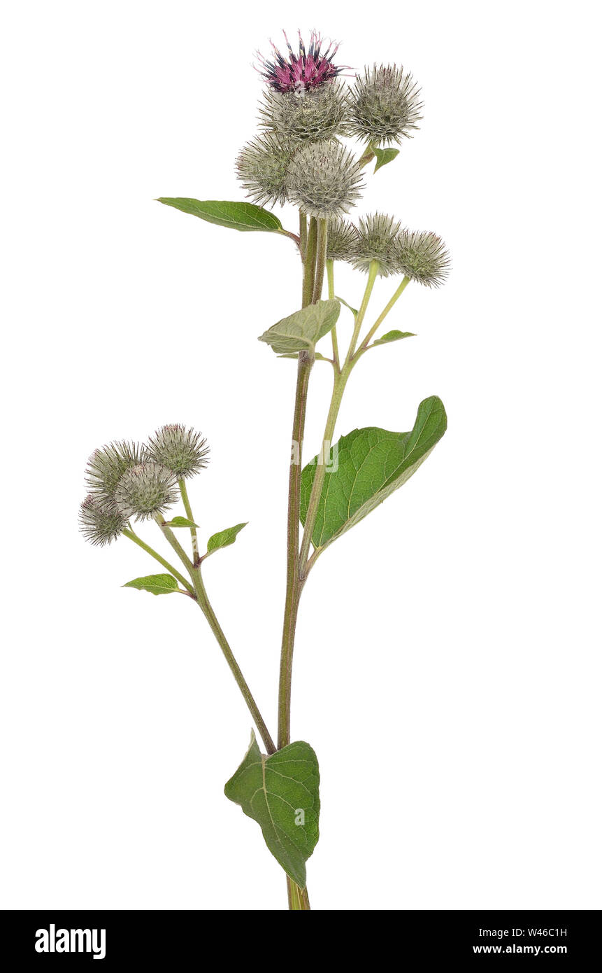 Great Burdock (Arctium lappa) flower on a white background Stock Photo