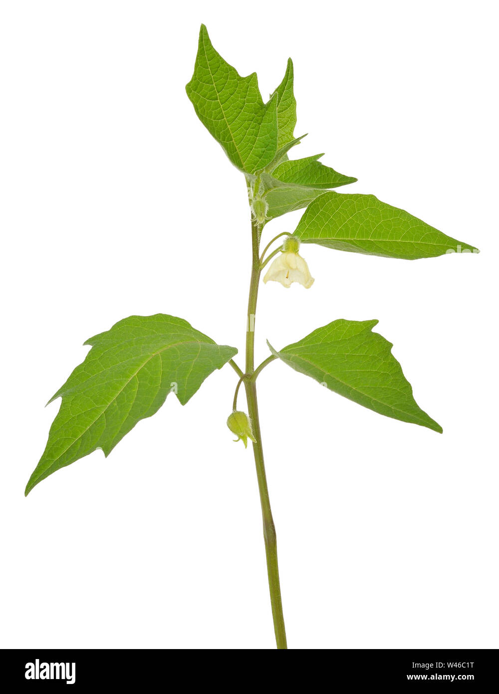 Physalis flower isolated on a white background Stock Photo