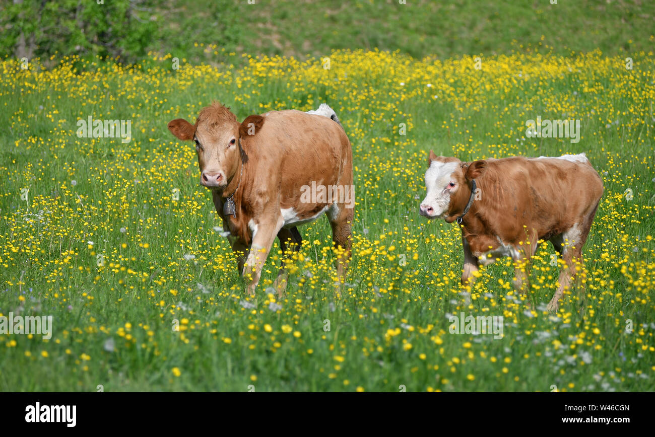 A brown cow and her calf walking in a flowery meadow with lots of yellow buttercups. The cow is wearing a cowbell. Near Zdiar, Belianske tatra, Slovak Stock Photo