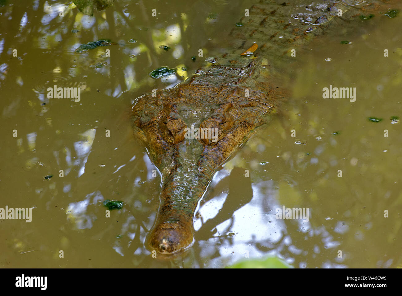Eyes, head and long snout jaw of a tomistoma fresh water crocodile, partly submerged, Sarawak, Malaysia Stock Photo