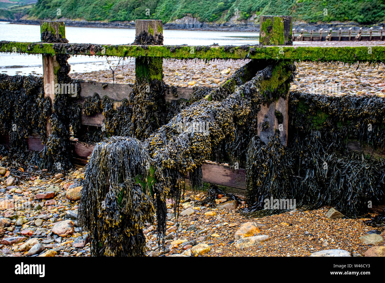 sea weed upon the  beach Stock Photo