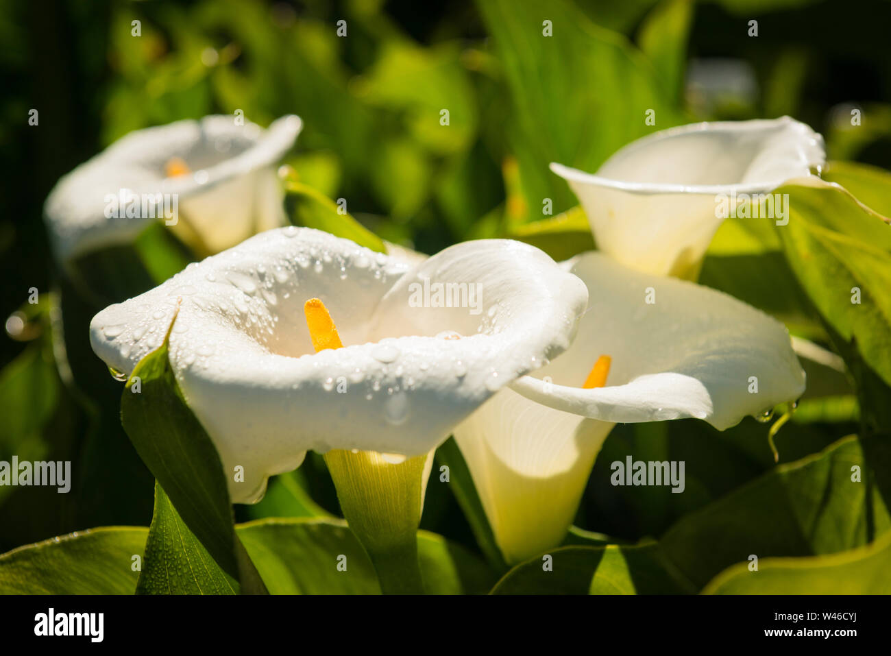 Lilies in early morning sunlight, around village of Marla. Flowers are