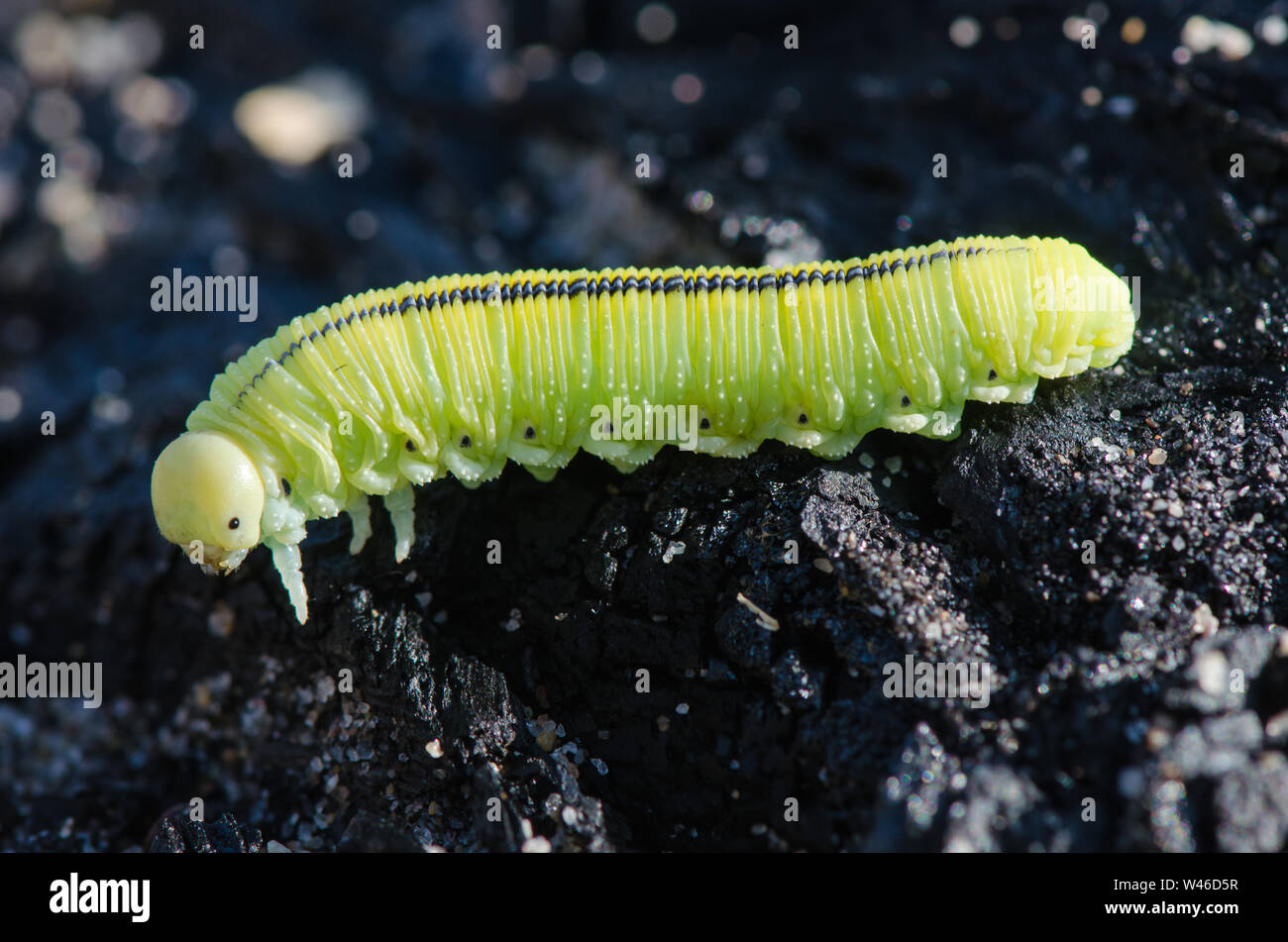 The big green caterpillar on dark background Stock Photo