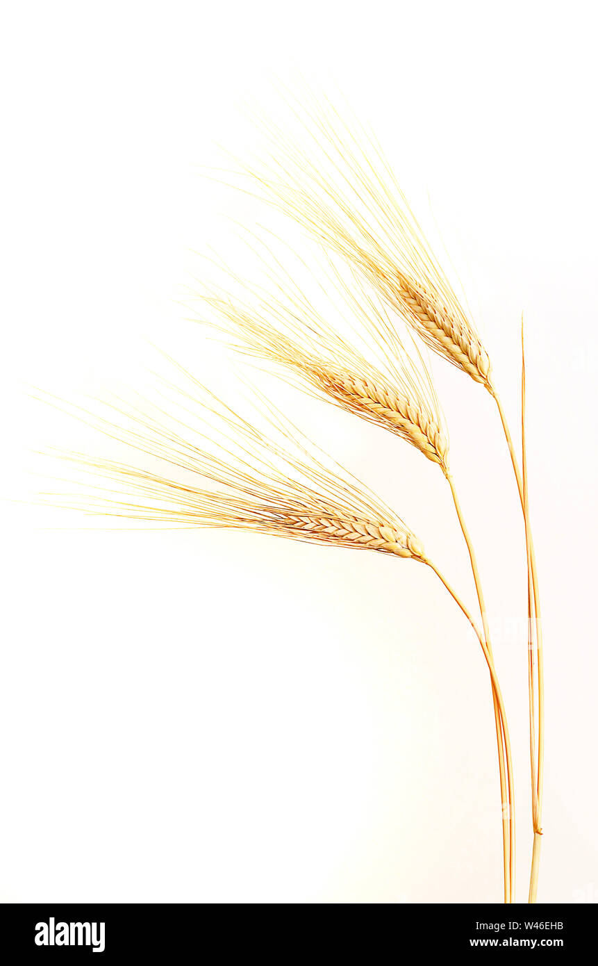 Wheat ears isolated on white background Stock Photo - Alamy