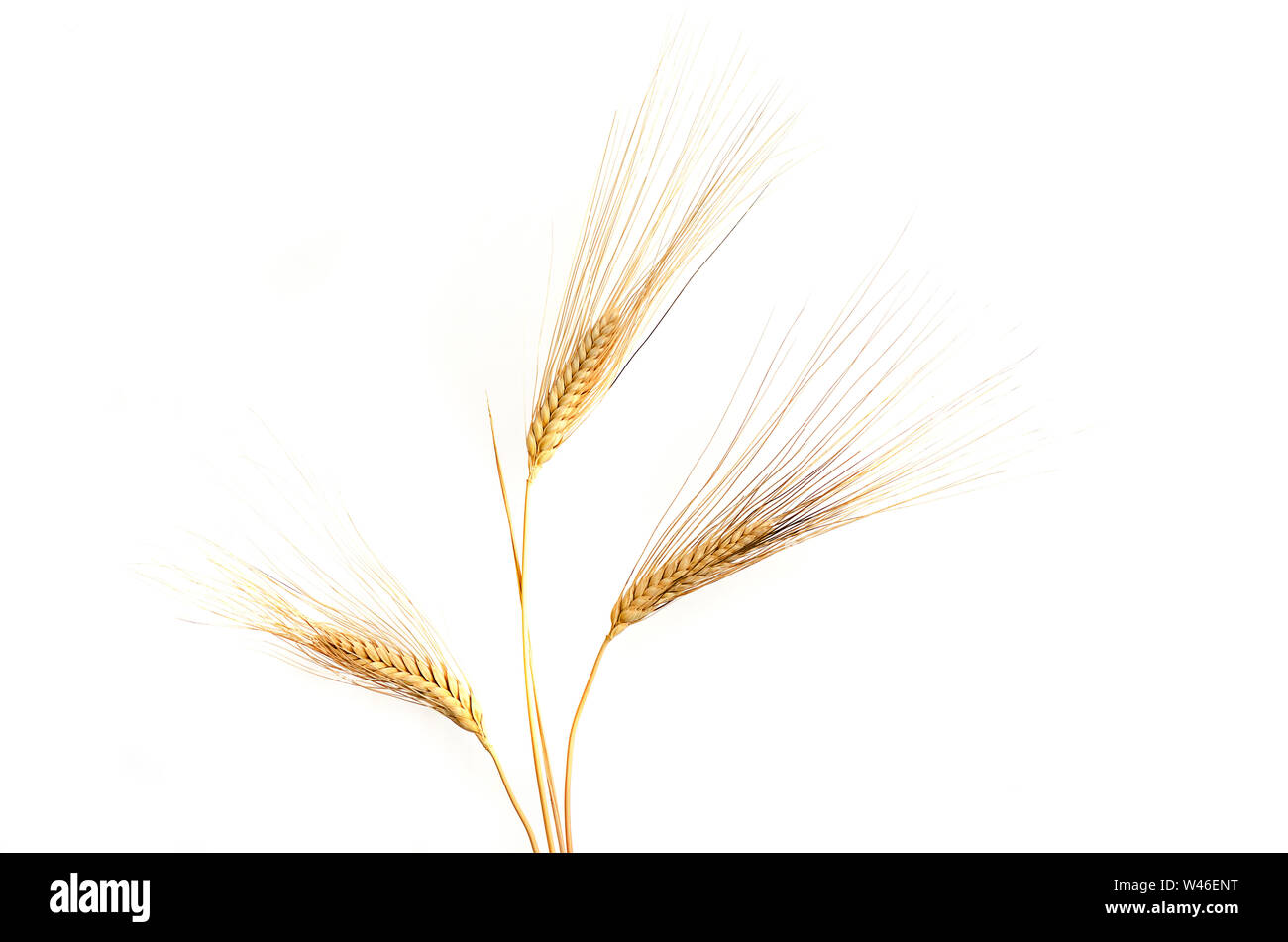 Wheat ears isolated on white background Stock Photo - Alamy