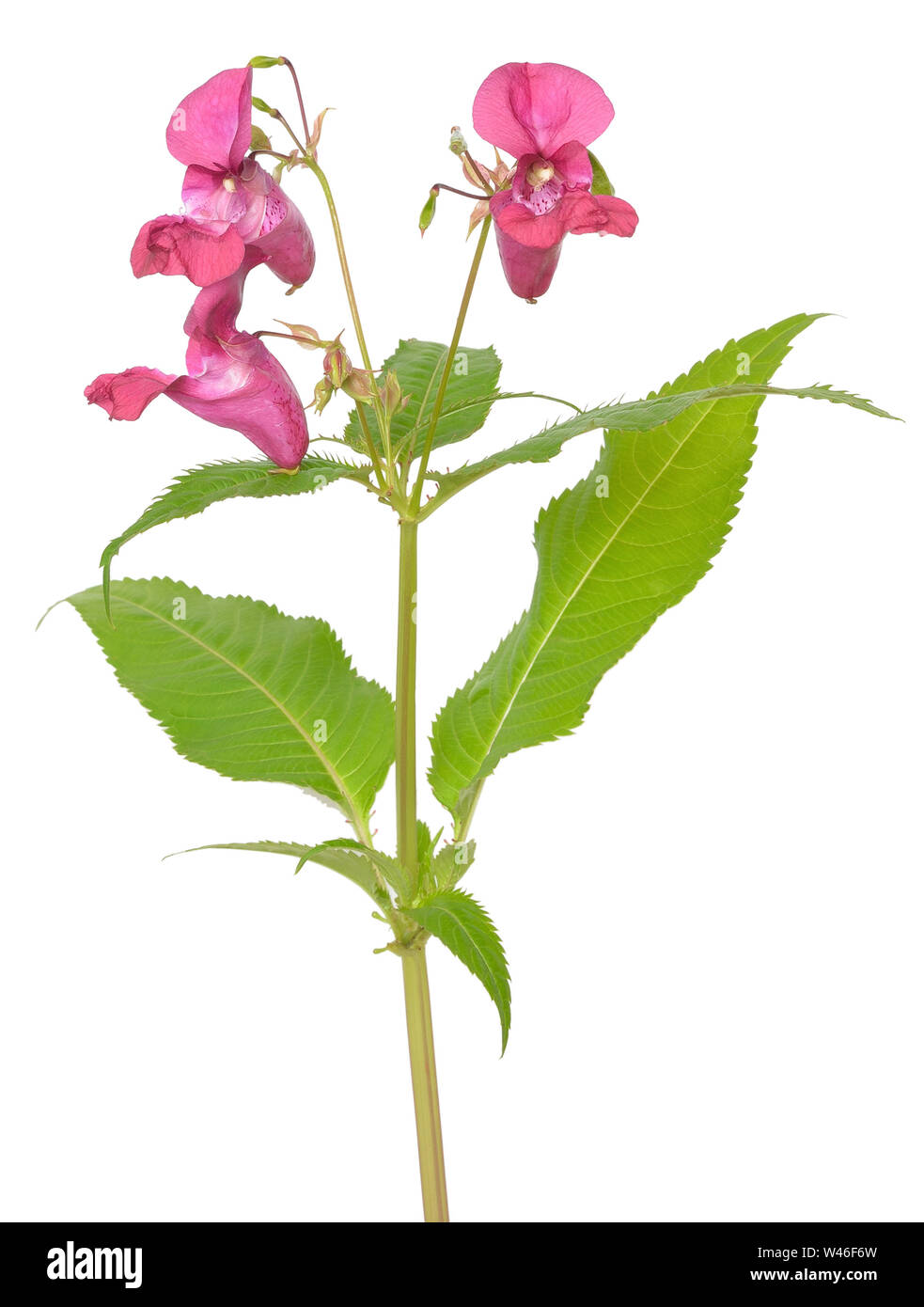 Impatiens glandulifera flower isolated on white background Stock Photo