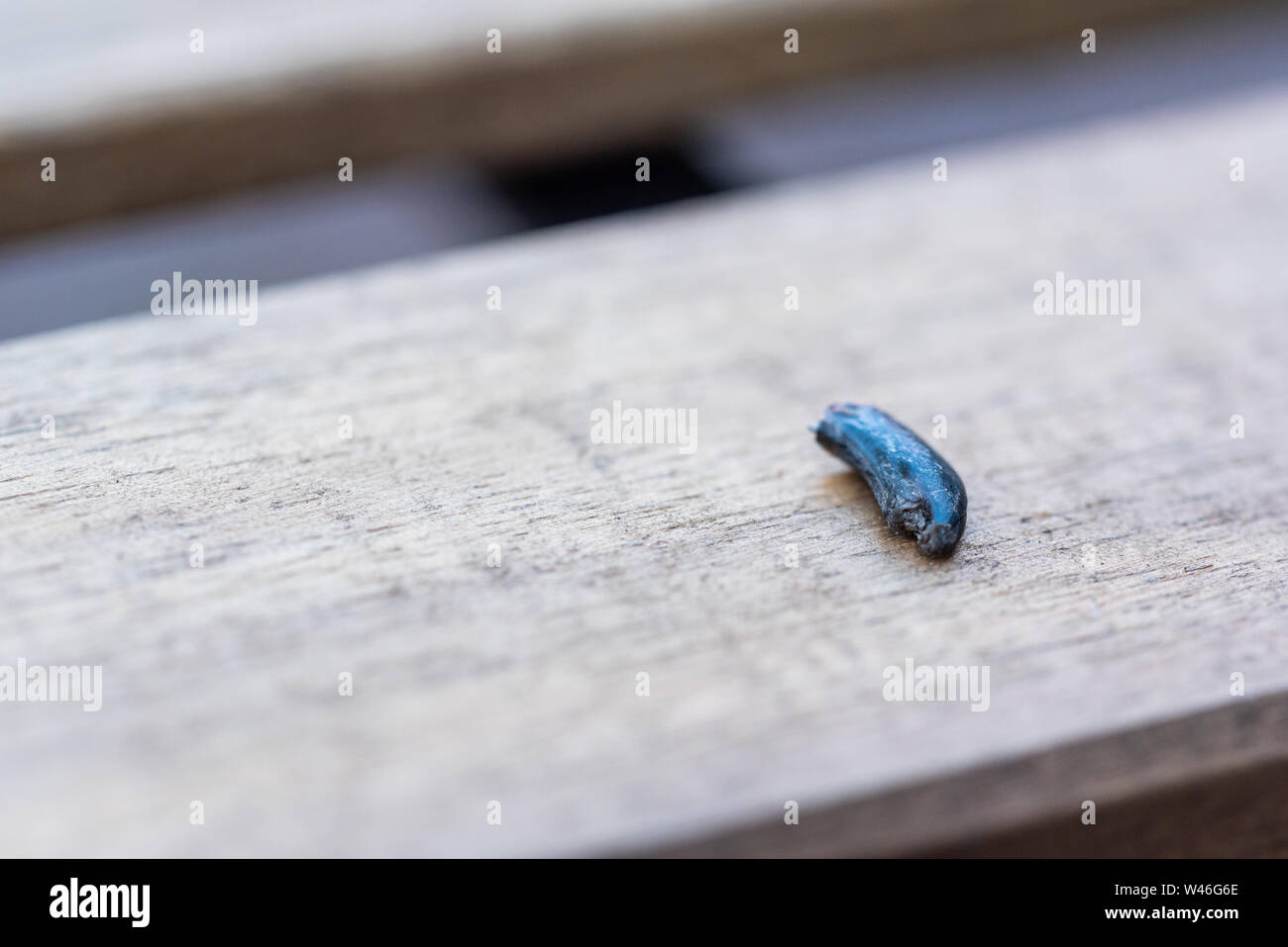 a ripped out claw of a dog Stock Photo Alamy