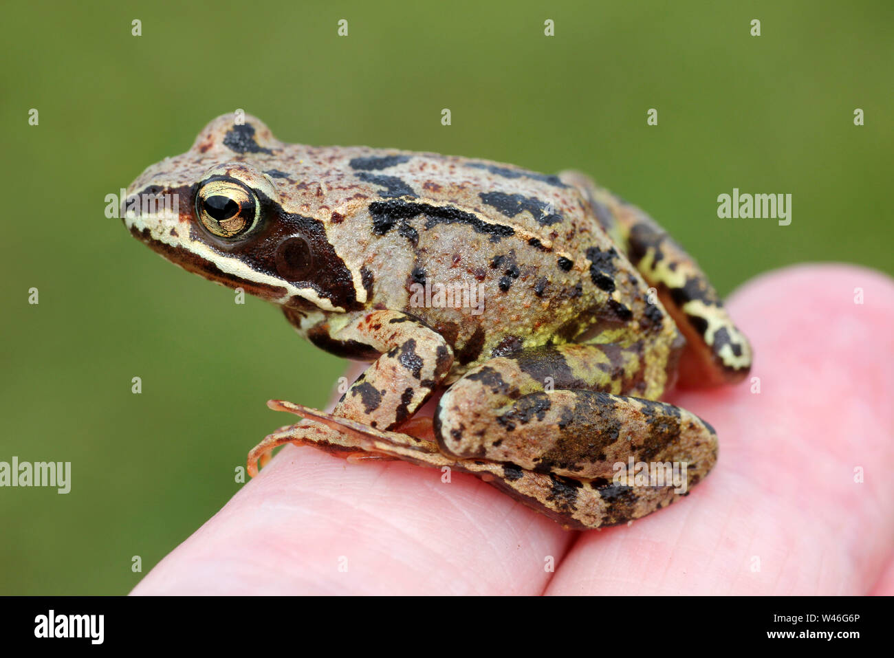 Common Frog Rana temporaria Stock Photo