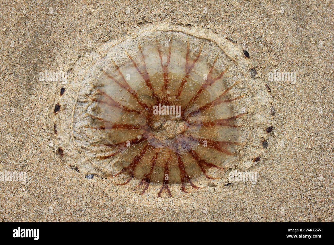 Compass Jellyfish Chrysaora hysoscella Stock Photo