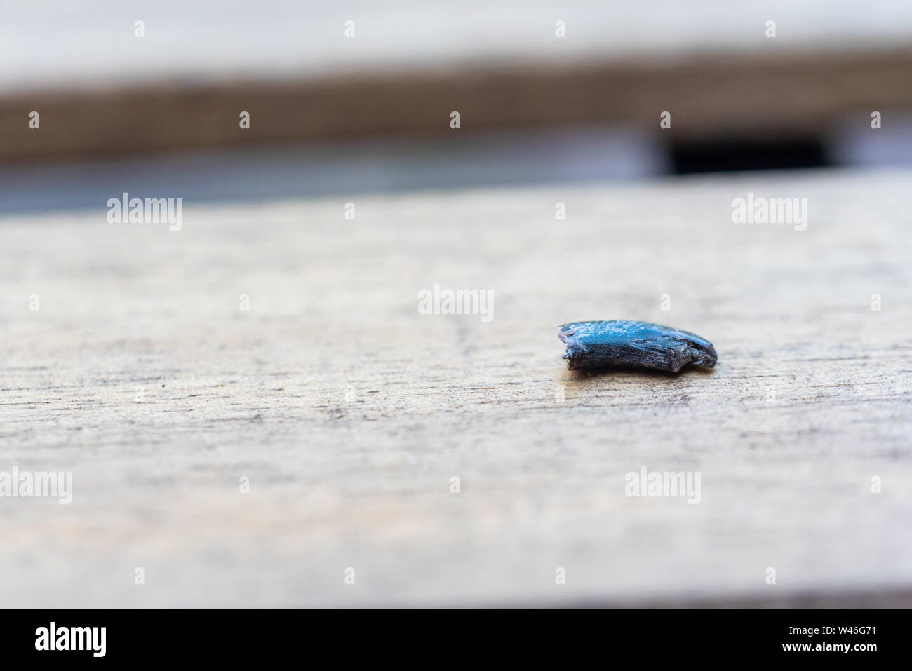 a ripped out claw of a dog Stock Photo Alamy